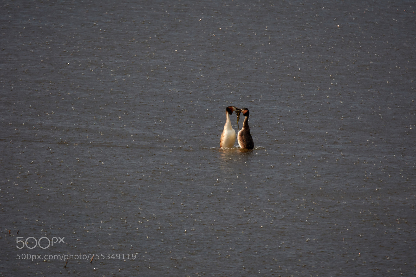 Nikon D7200 sample photo. Great crested grebe photography