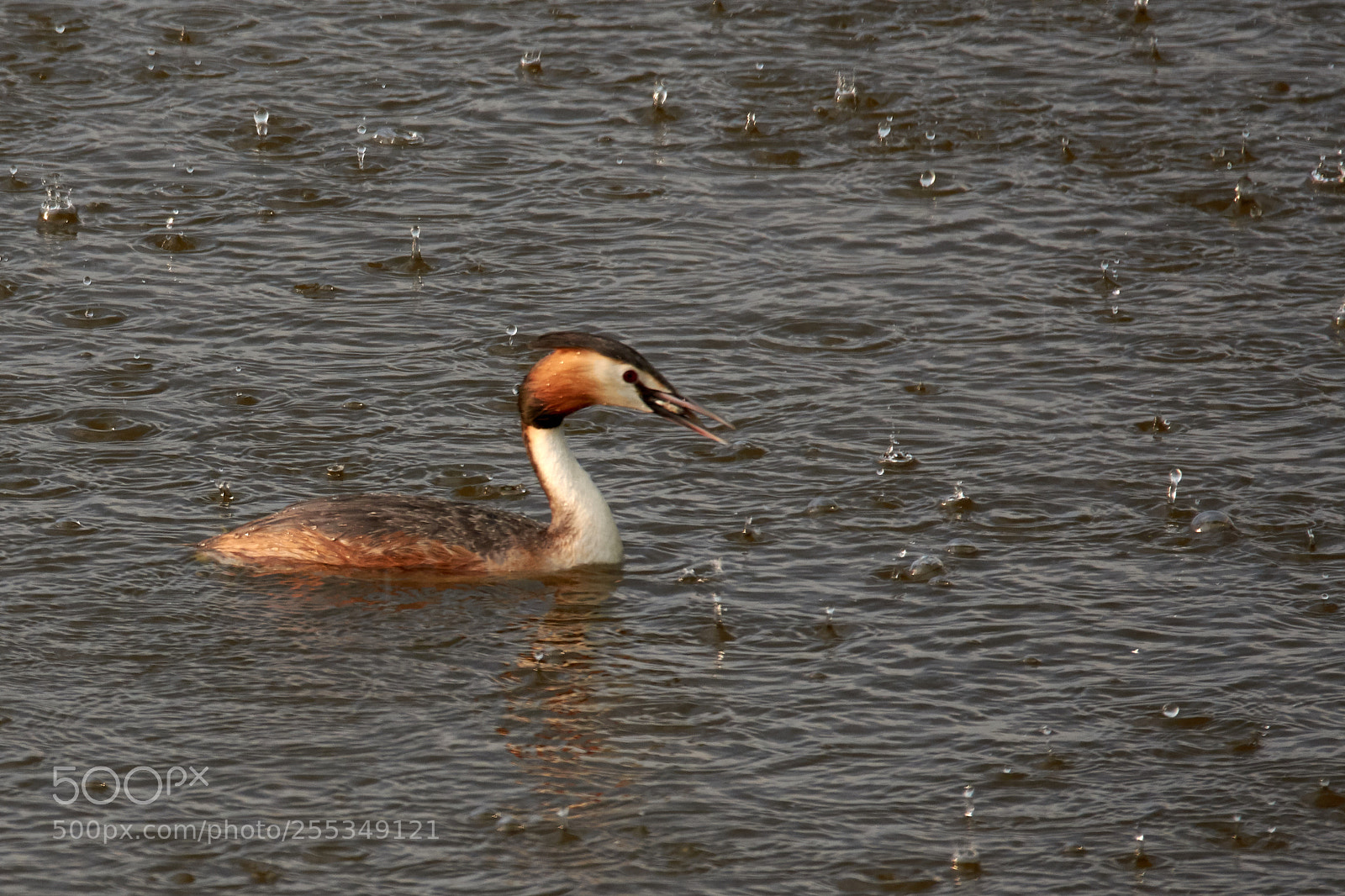 Nikon D7200 sample photo. Great crested grebe photography