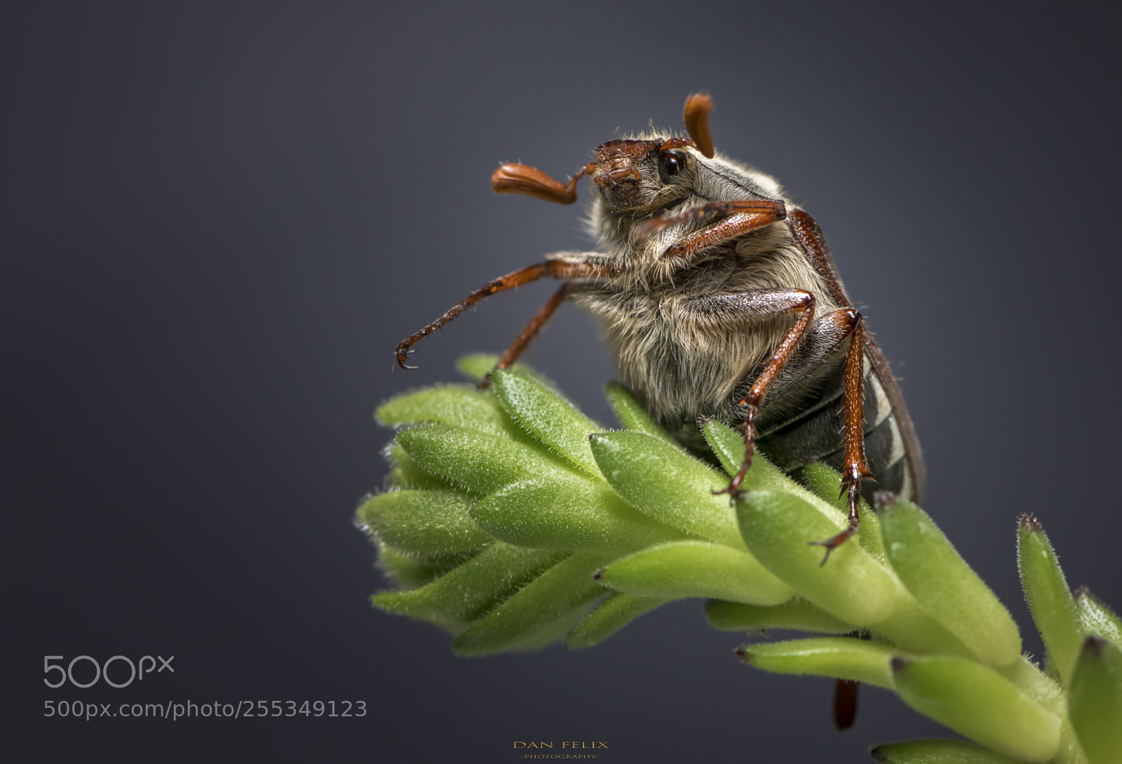 Nikon D850 sample photo. Microcosmos photography