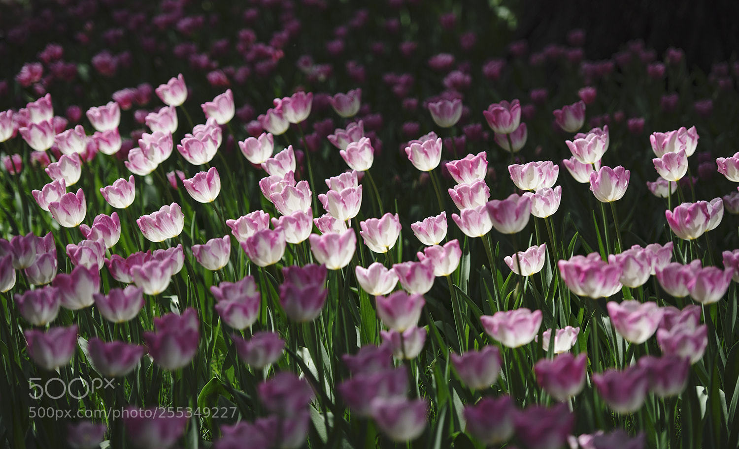 Nikon D810 sample photo. Untitled photography