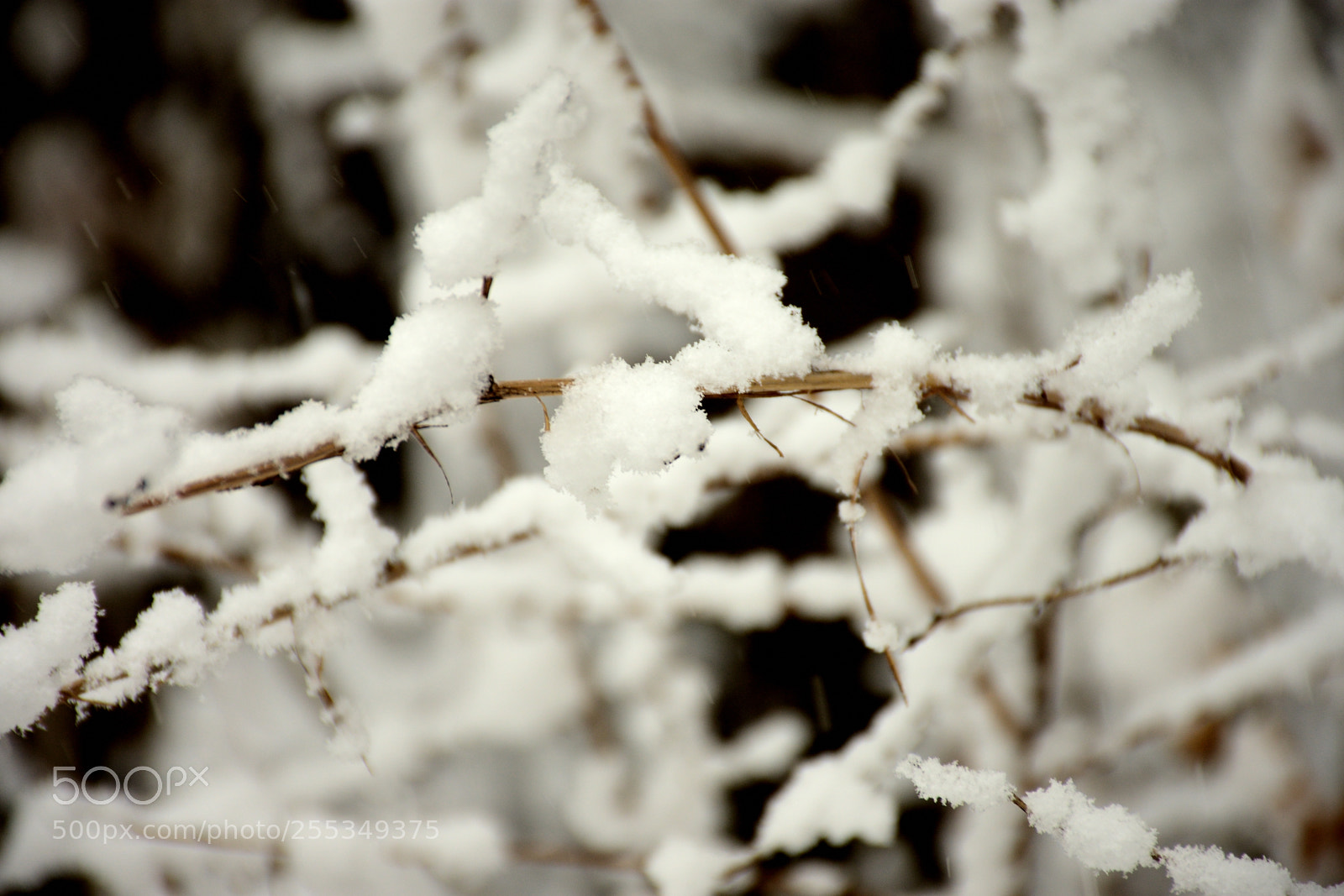 Nikon D7200 sample photo. And snow again photography