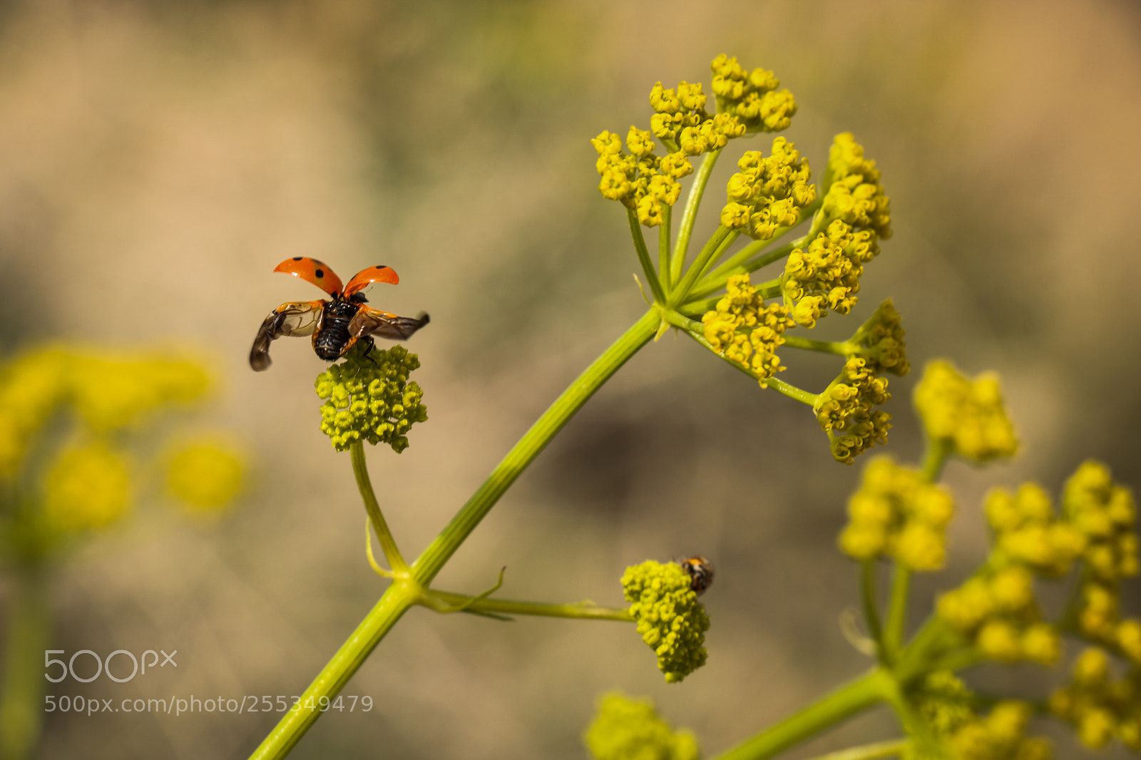 Canon EOS 760D (EOS Rebel T6s / EOS 8000D) sample photo. Ladybug photography