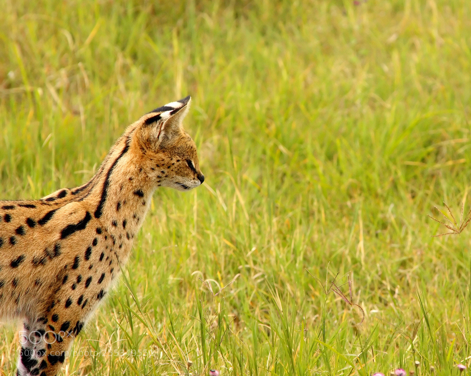 Canon EOS 40D sample photo. Catx photography