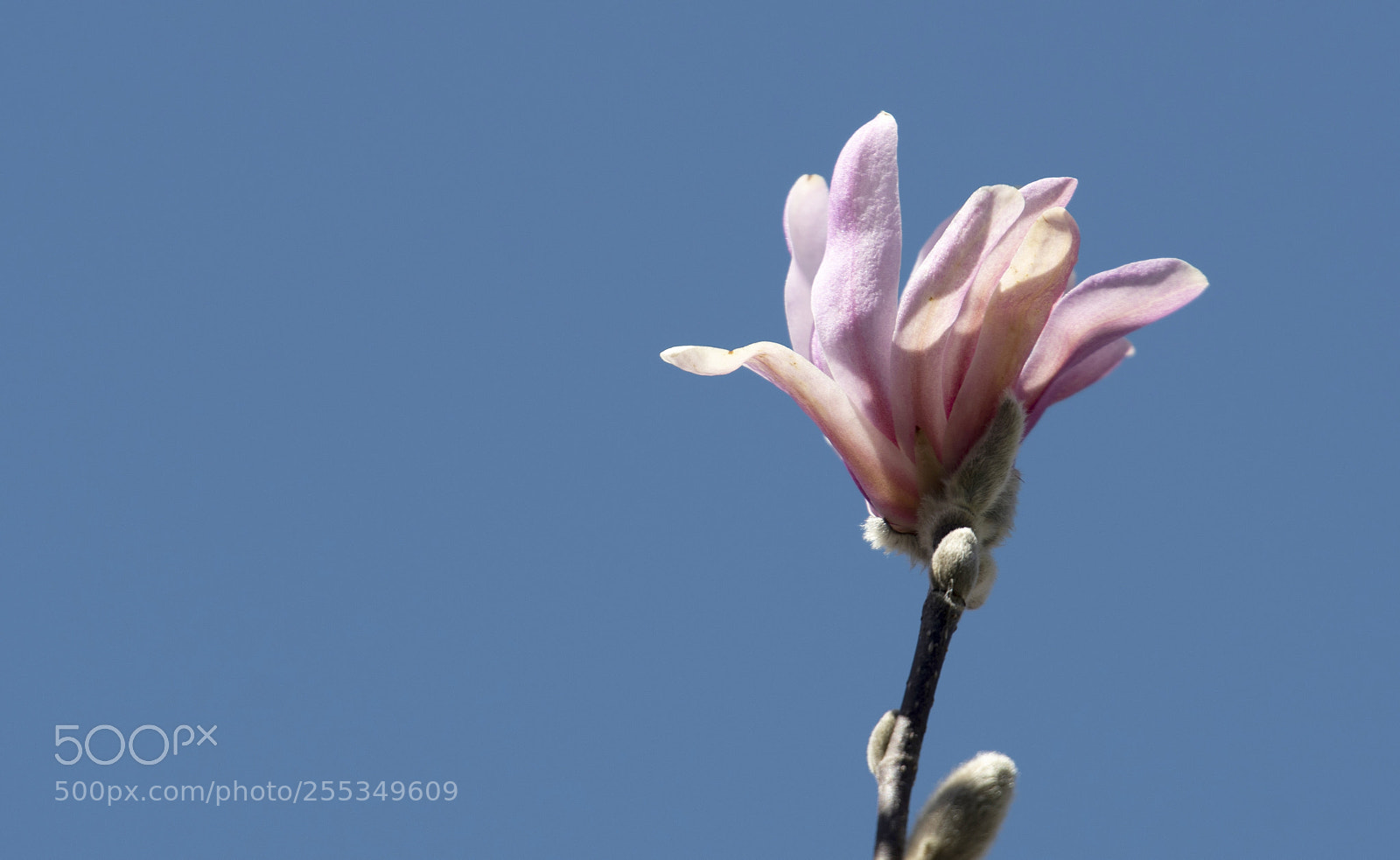 Nikon D810 sample photo. Pink magnolia photography