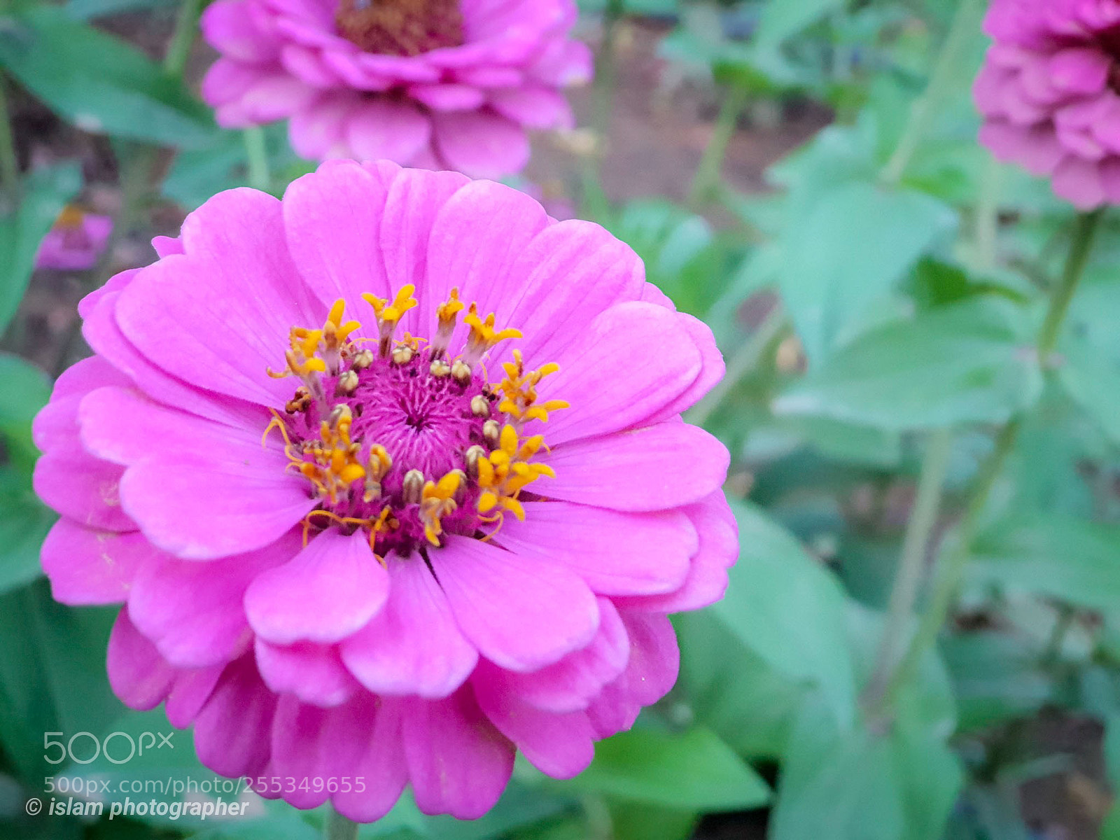 Samsung Galaxy S9+ sample photo. Untitled photography