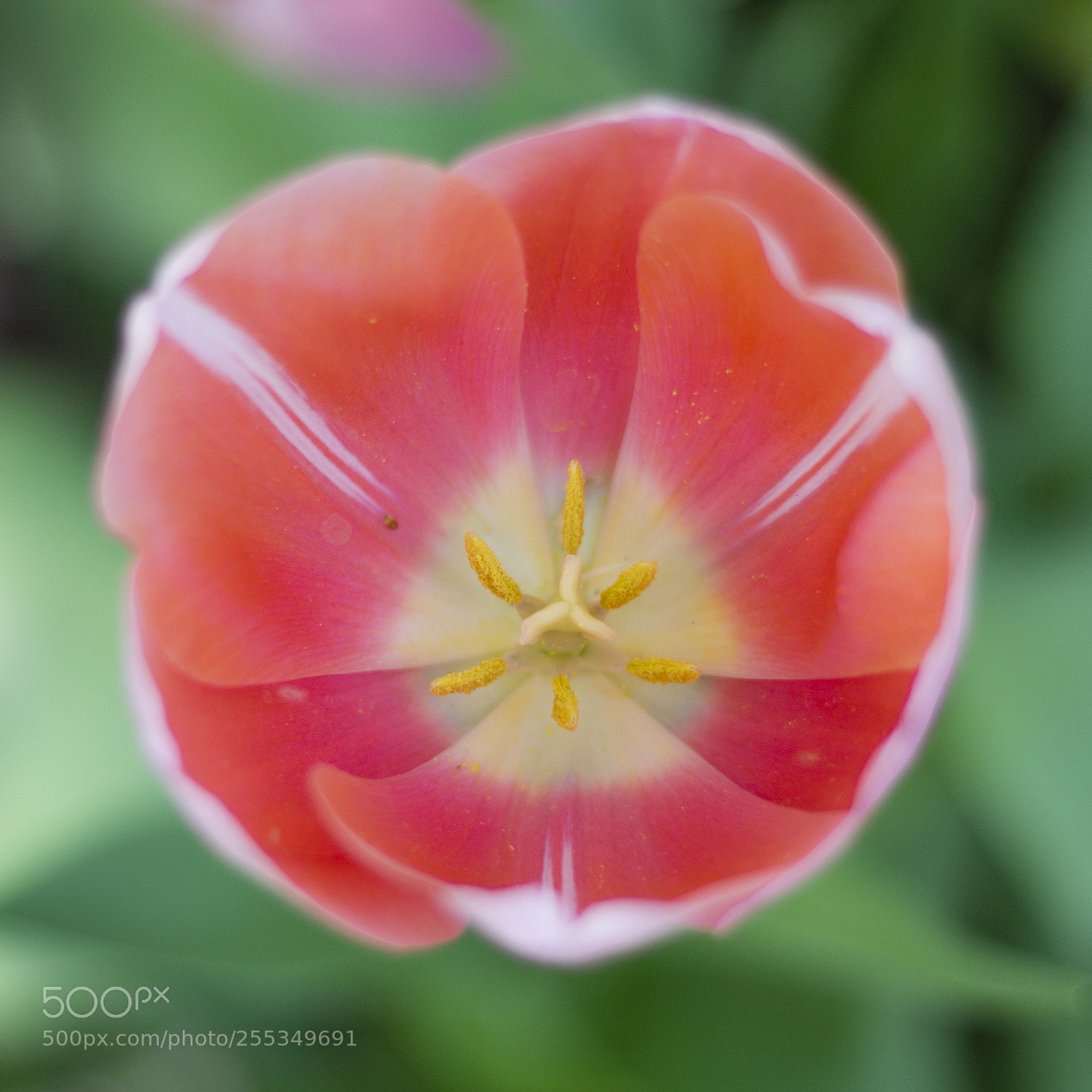 Canon EOS 1100D (EOS Rebel T3 / EOS Kiss X50) sample photo. Tulip close up photography