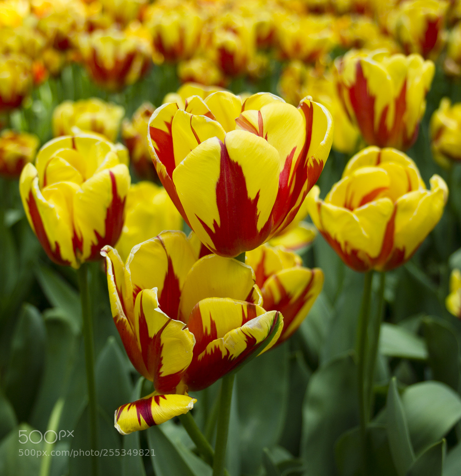 Canon EOS 1100D (EOS Rebel T3 / EOS Kiss X50) sample photo. Tulips, tulips everywhere! photography