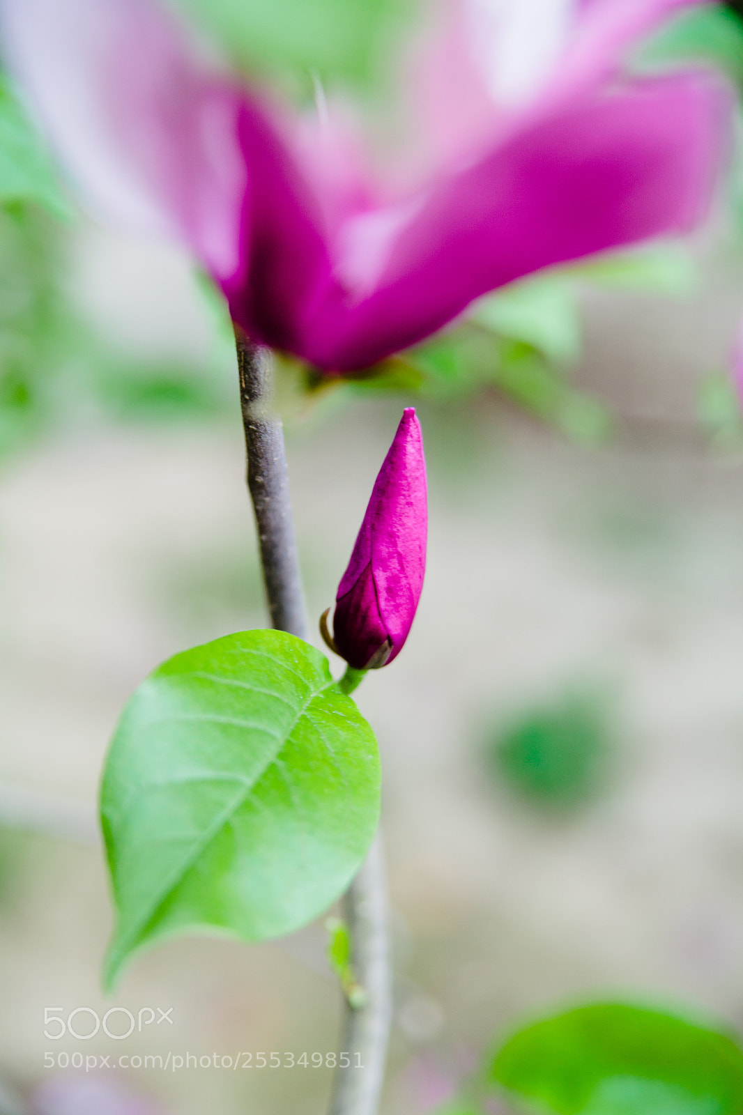 Canon EOS 5D Mark II sample photo. Magnolia photography