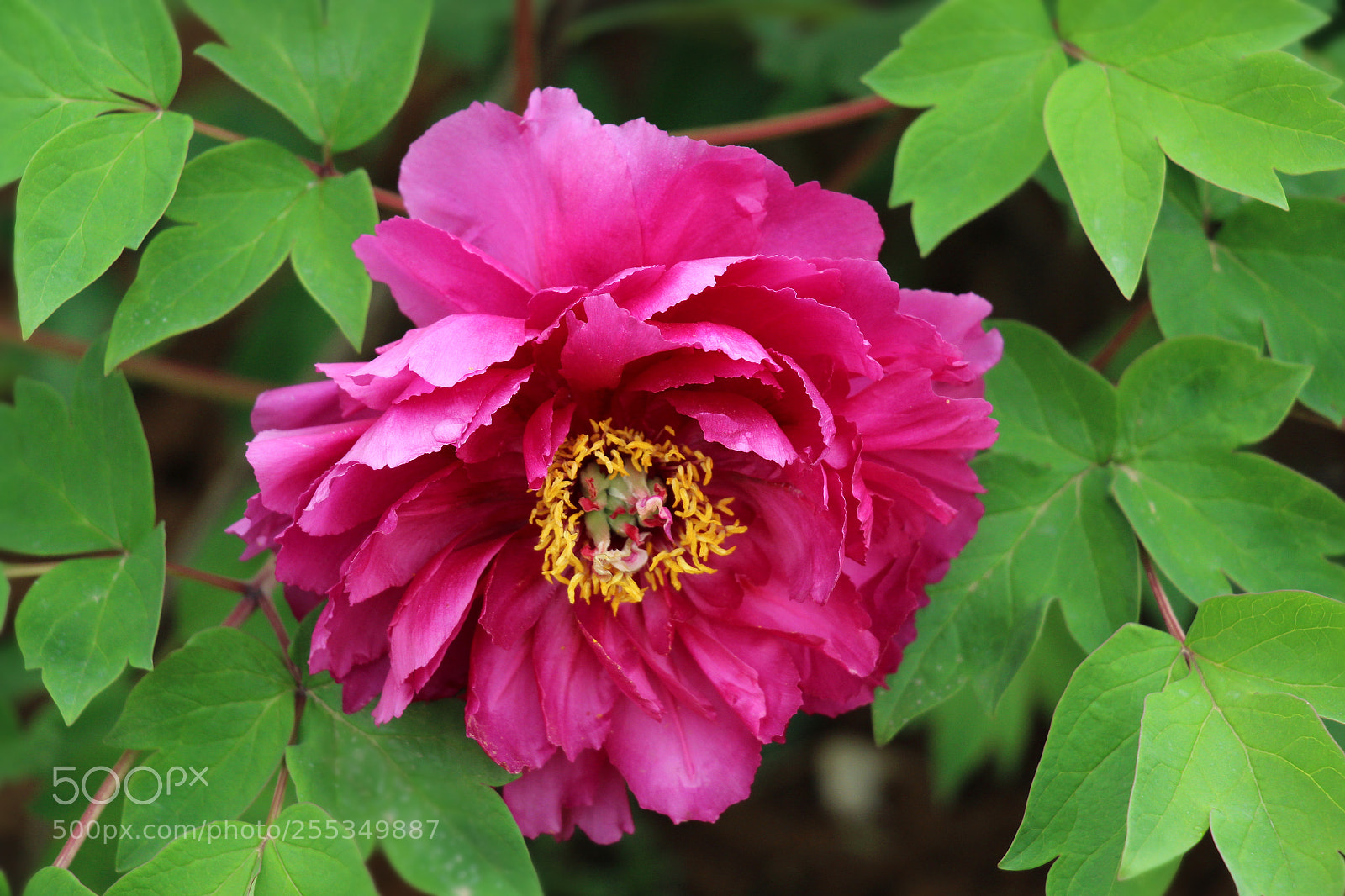 Canon EOS 700D (EOS Rebel T5i / EOS Kiss X7i) sample photo. 牡丹花 photography