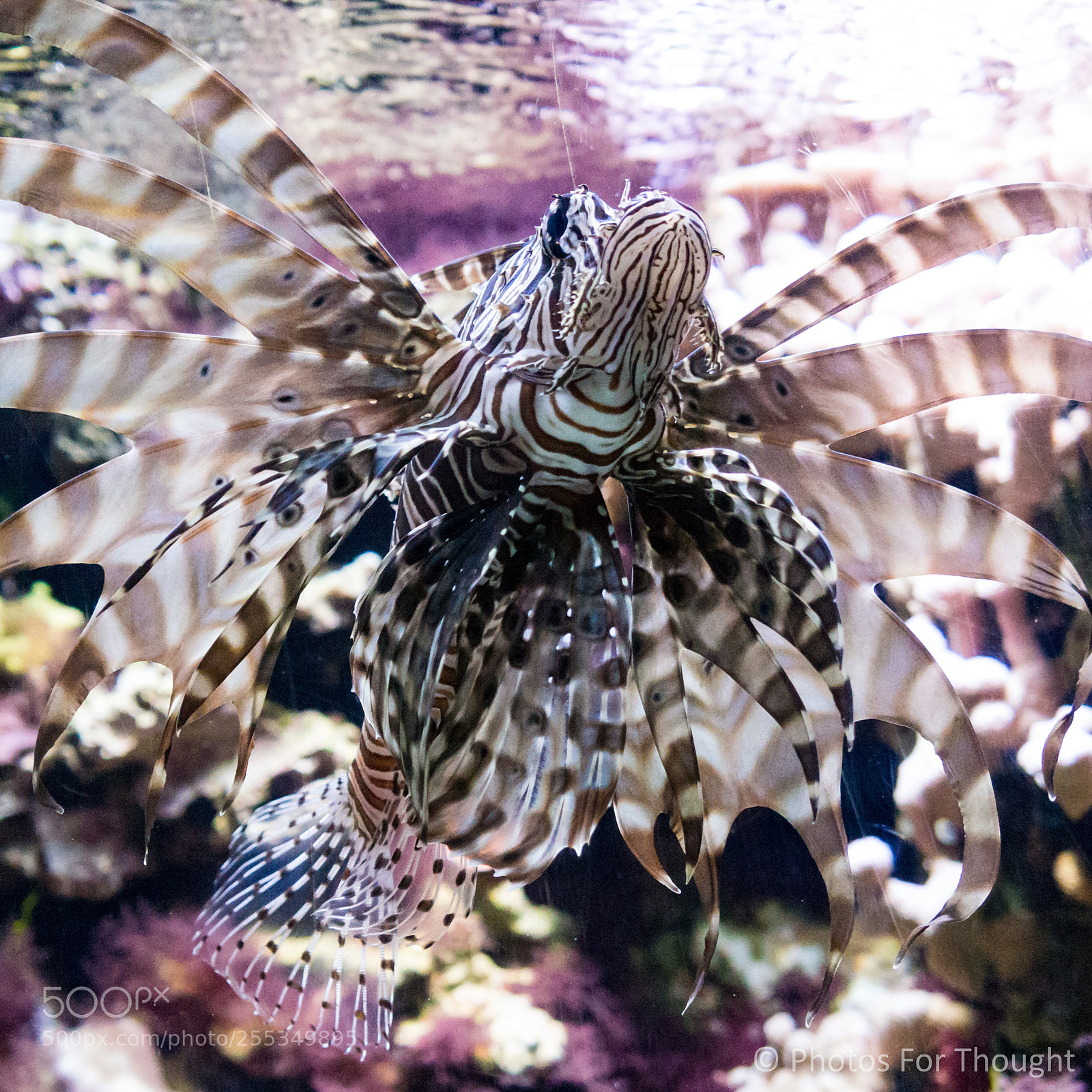 Sony Alpha NEX-5R sample photo. Display photography