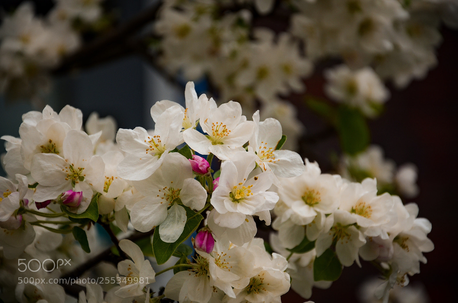 Nikon D7000 sample photo. Blossom  photography