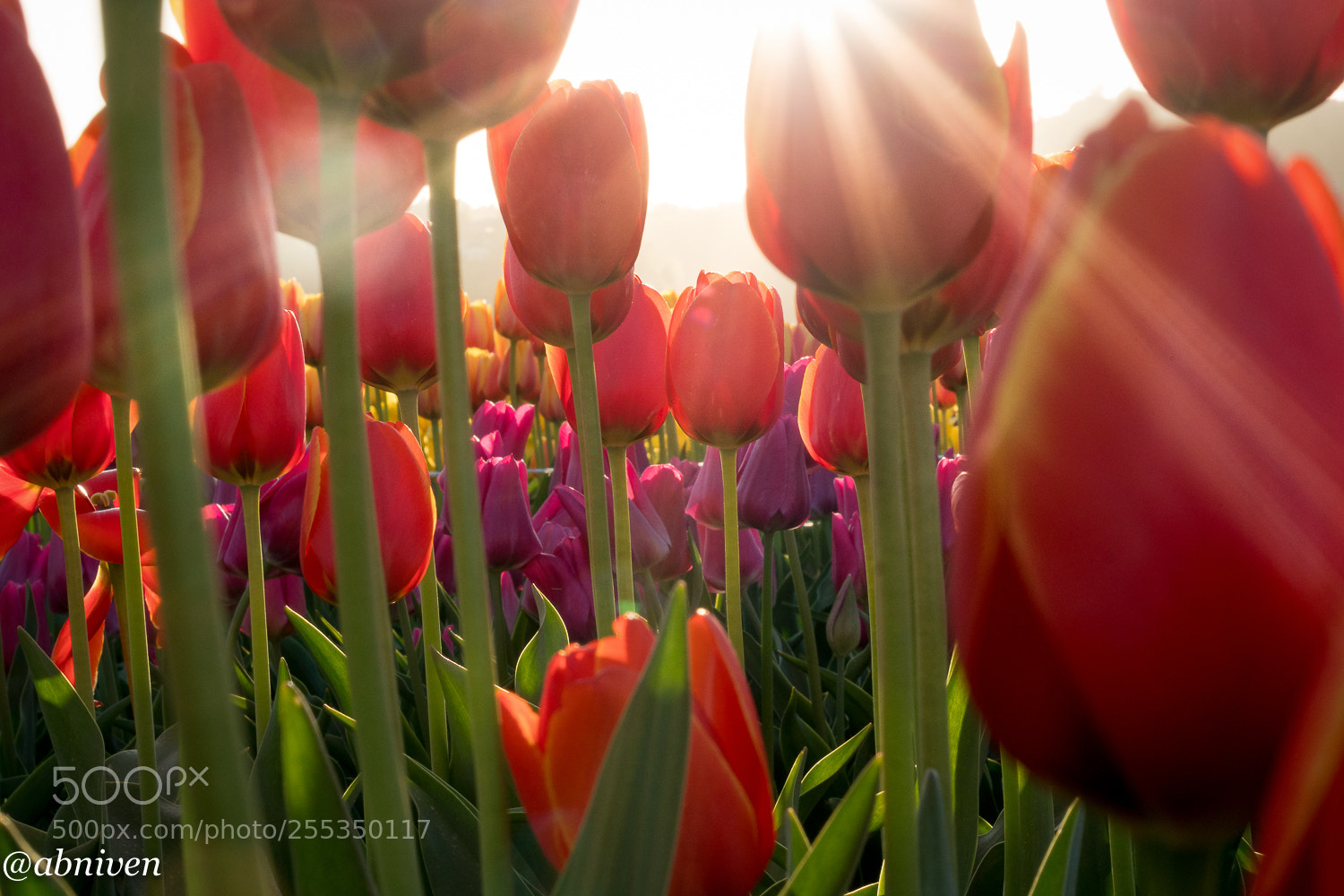 Sony a6300 sample photo. Spring photography