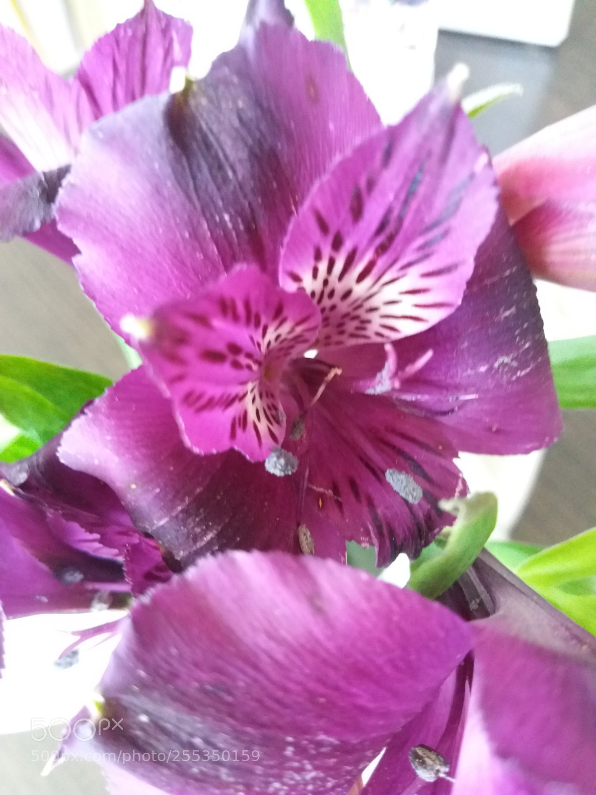 Samsung Galaxy J5(2016) sample photo. Untitled photography