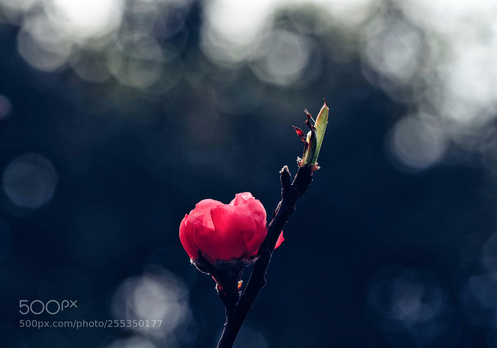 Nikon D7100 sample photo. Untitled photography