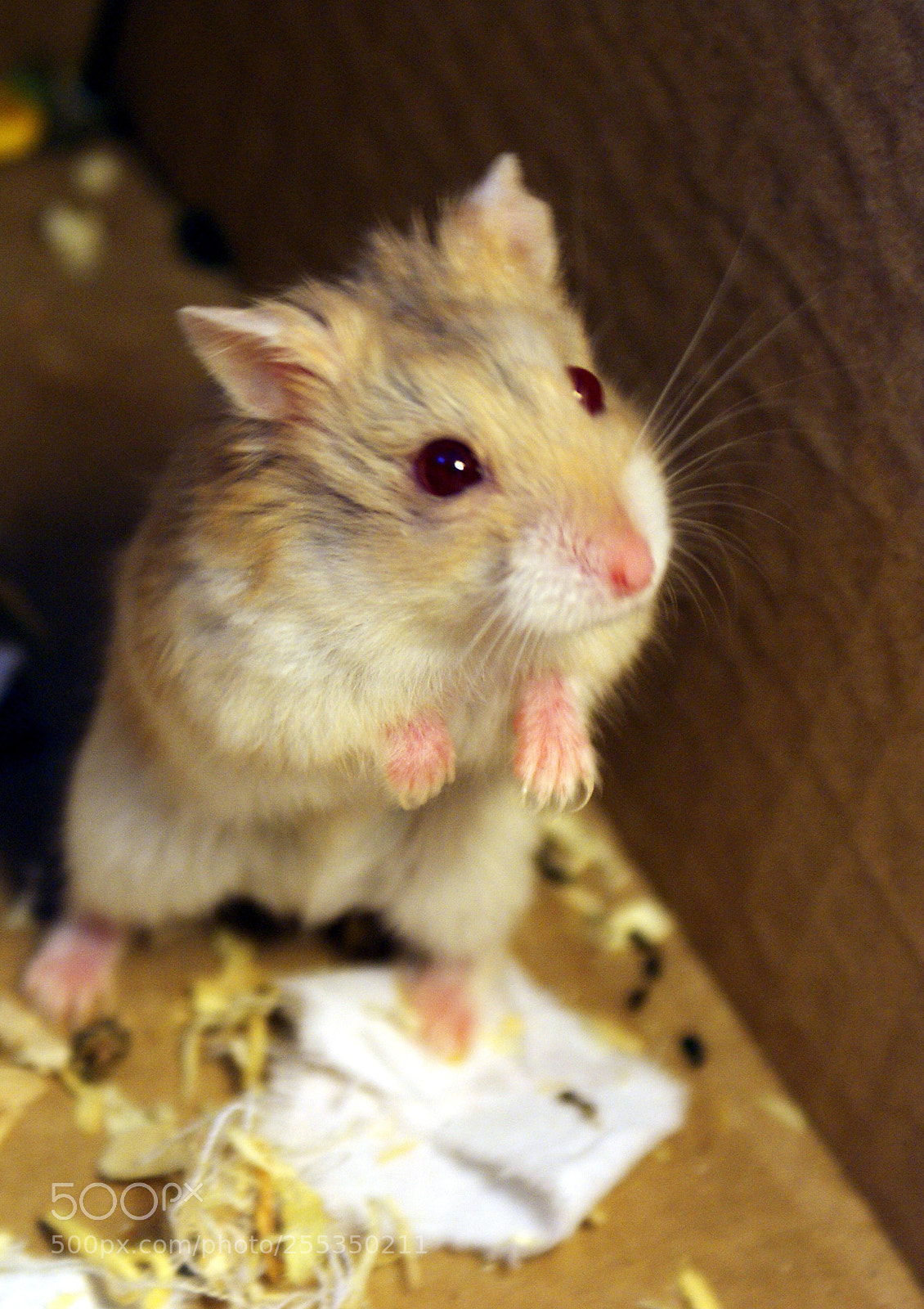Sony Alpha DSLR-A200 sample photo. Mini friend photography