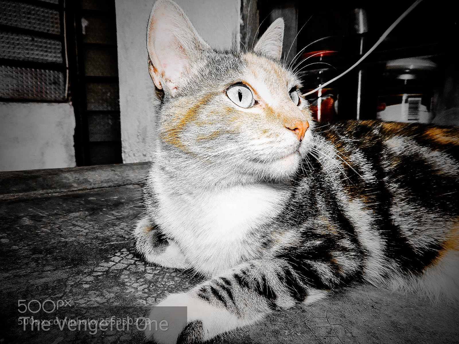 Nikon Coolpix P530 sample photo. What was that ? photography