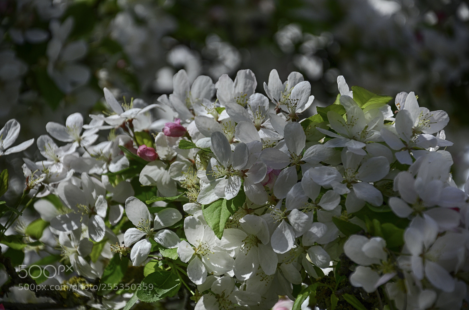 Nikon D7000 sample photo. Blossom 2 photography