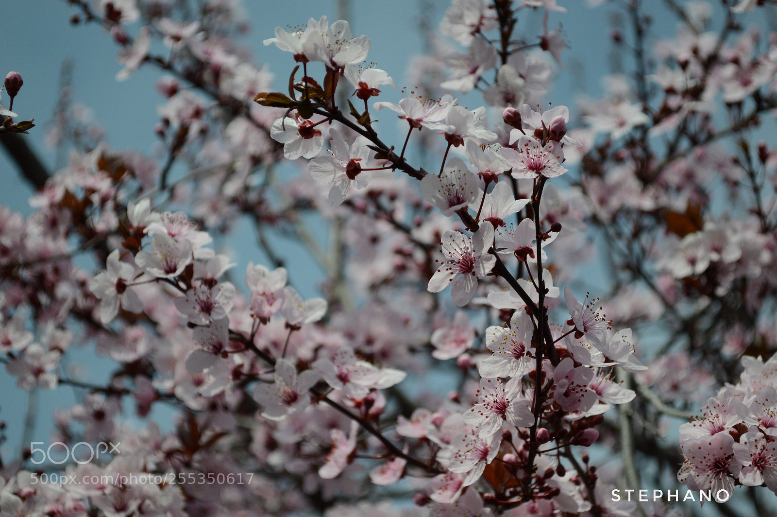 Nikon D3200 sample photo. Cerezos en flor. photography