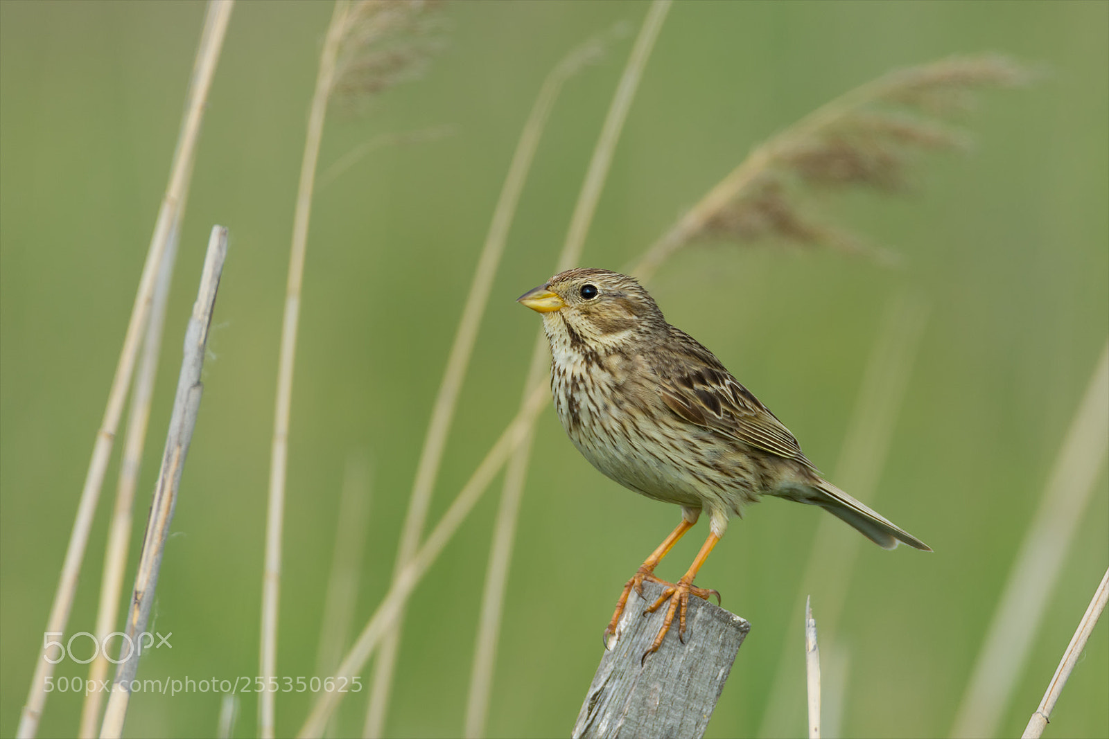 Nikon D7200 sample photo. Corn bunting / grauammer photography