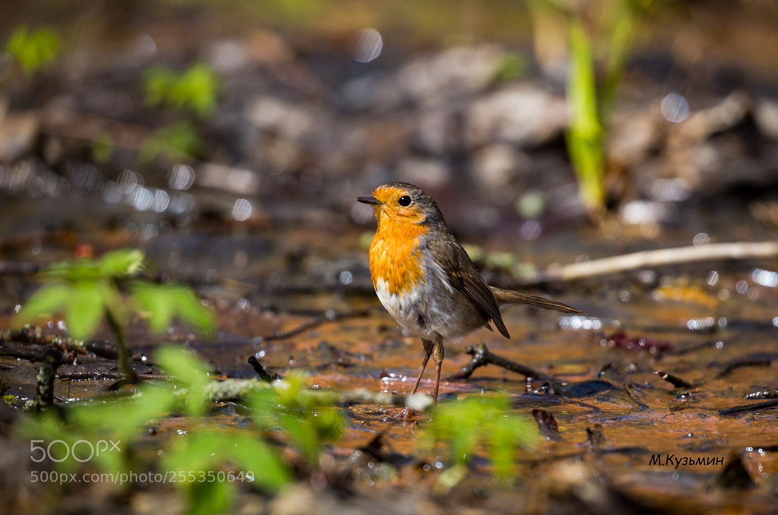Canon EOS 6D sample photo. The european robin erithacus photography