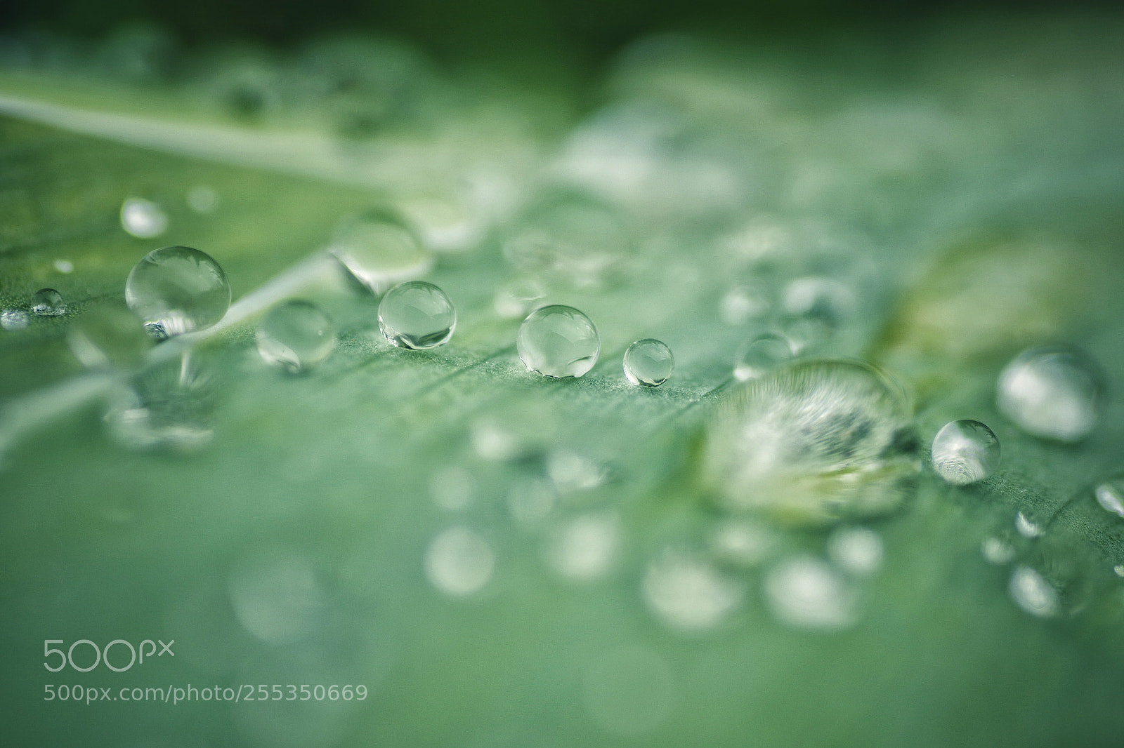Pentax K-S2 sample photo. Billes de pluie photography