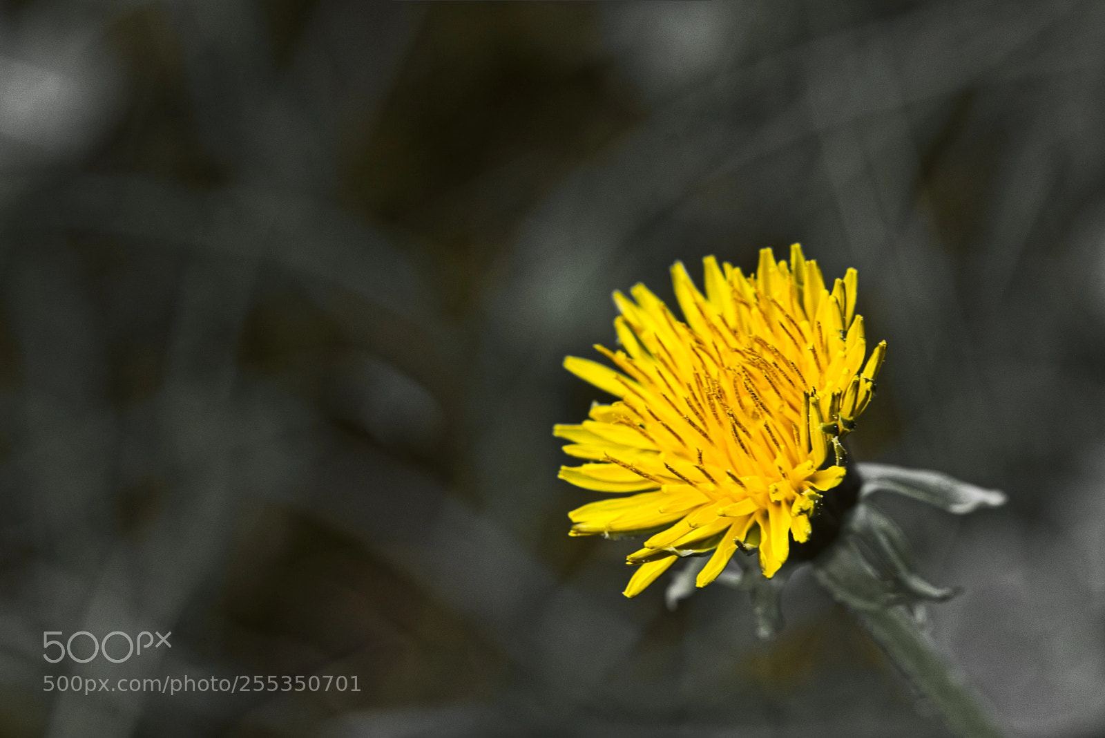 Canon EOS 80D sample photo. Yellow photography