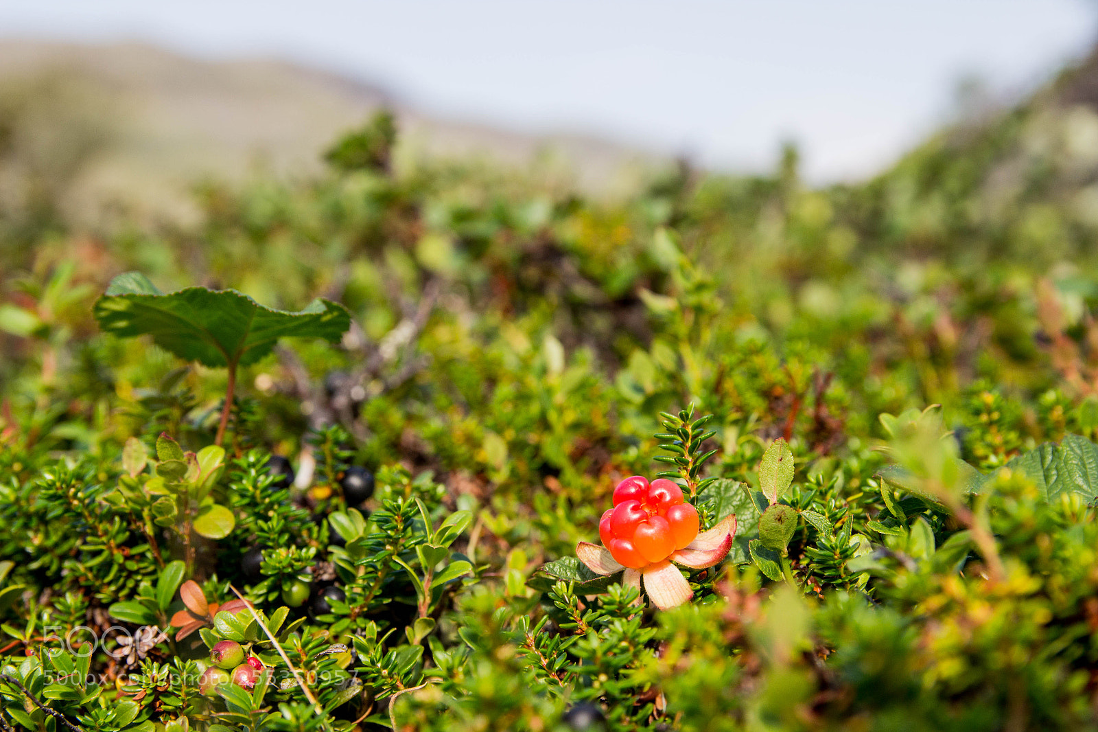Canon EOS 600D (Rebel EOS T3i / EOS Kiss X5) sample photo. Cloudberries in sweden mountains photography