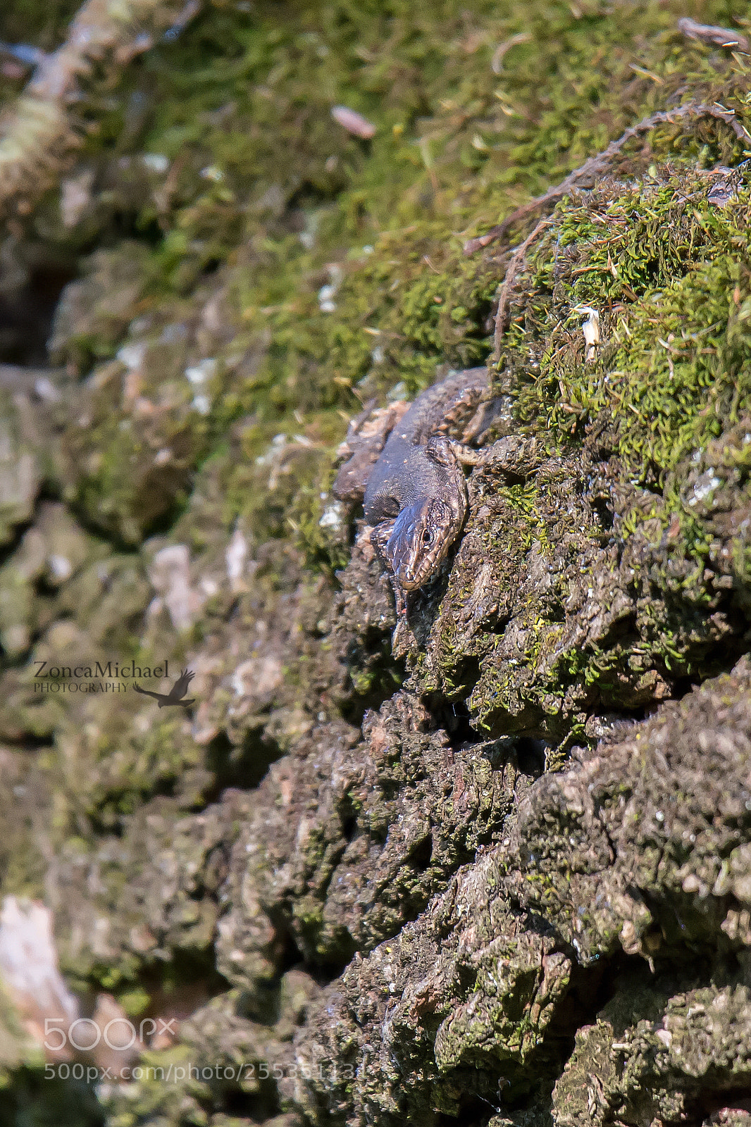Nikon D7100 sample photo. Lucertola photography