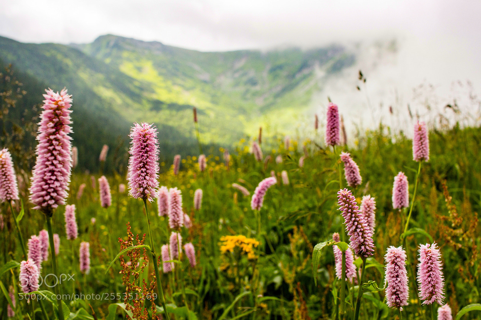 Canon EOS 600D (Rebel EOS T3i / EOS Kiss X5) sample photo. Flowers in tatra mountains photography