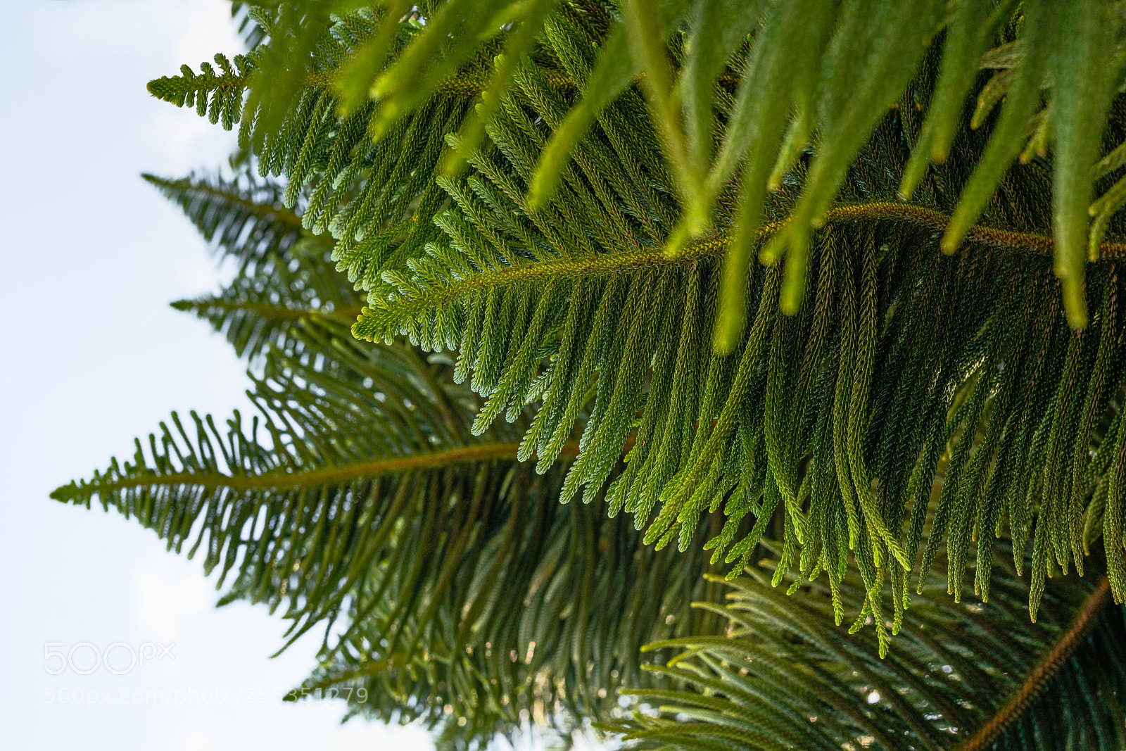 Sony a7R III sample photo. Under the tree photography