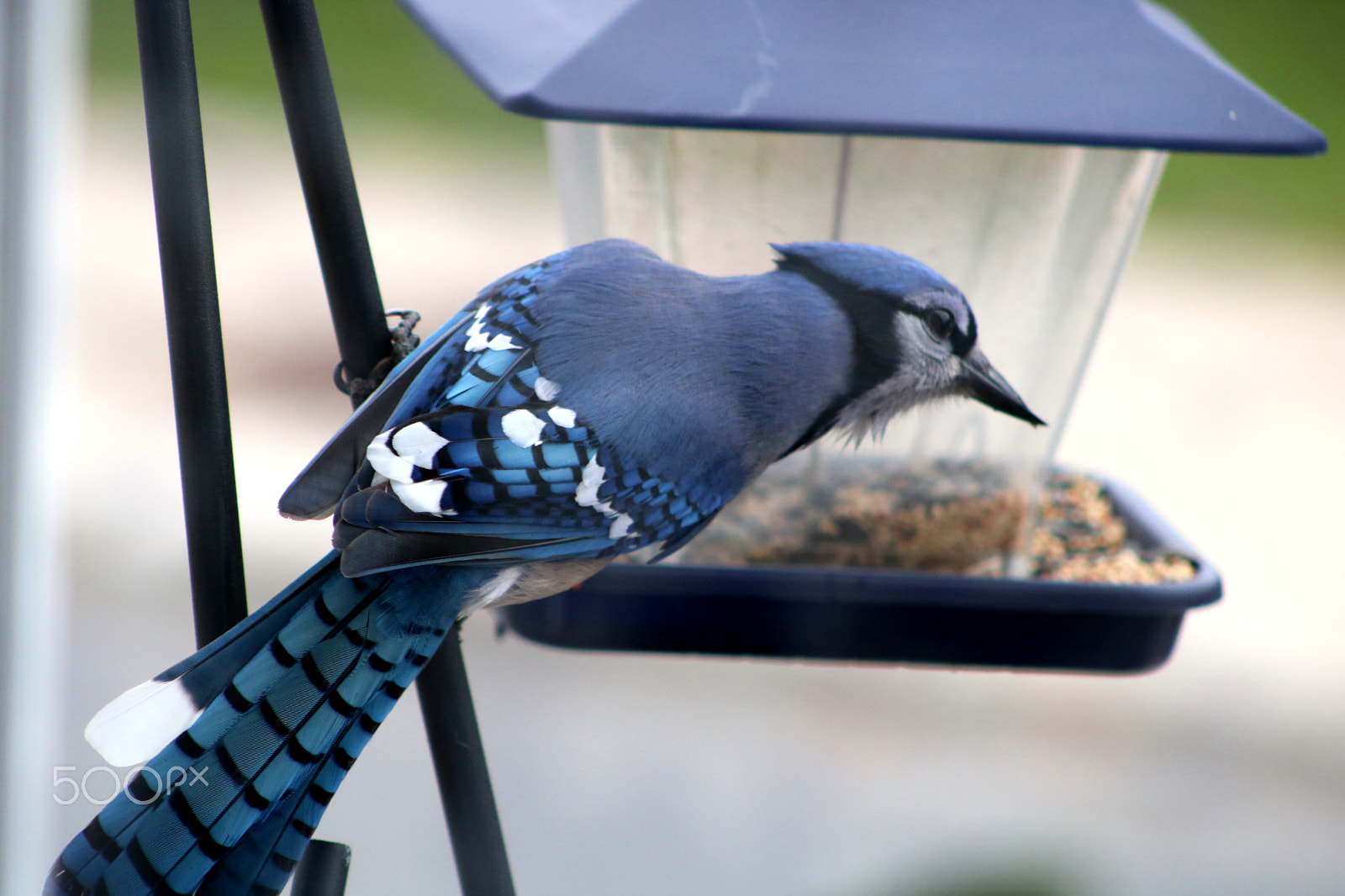 Canon EOS 750D (EOS Rebel T6i / EOS Kiss X8i) + Canon EF 75-300mm f/4-5.6 sample photo. Blue jay at my feeder photography