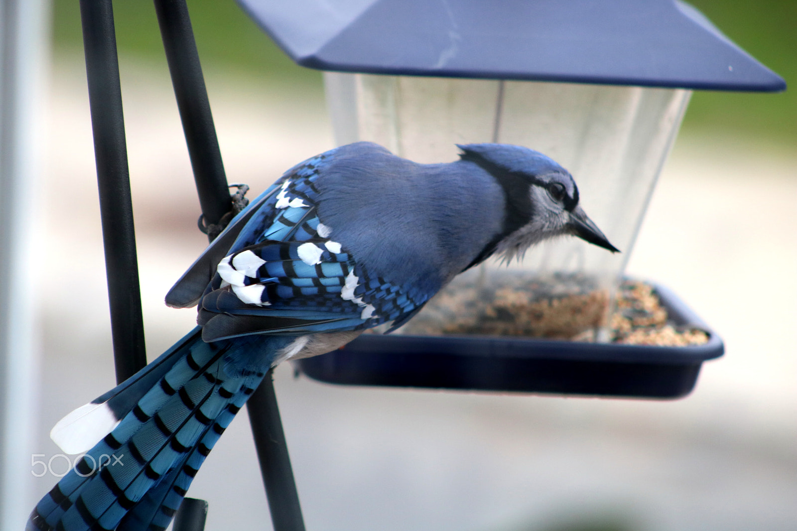 Canon EF 75-300mm f/4-5.6 sample photo. Blue jay at my feeder photography