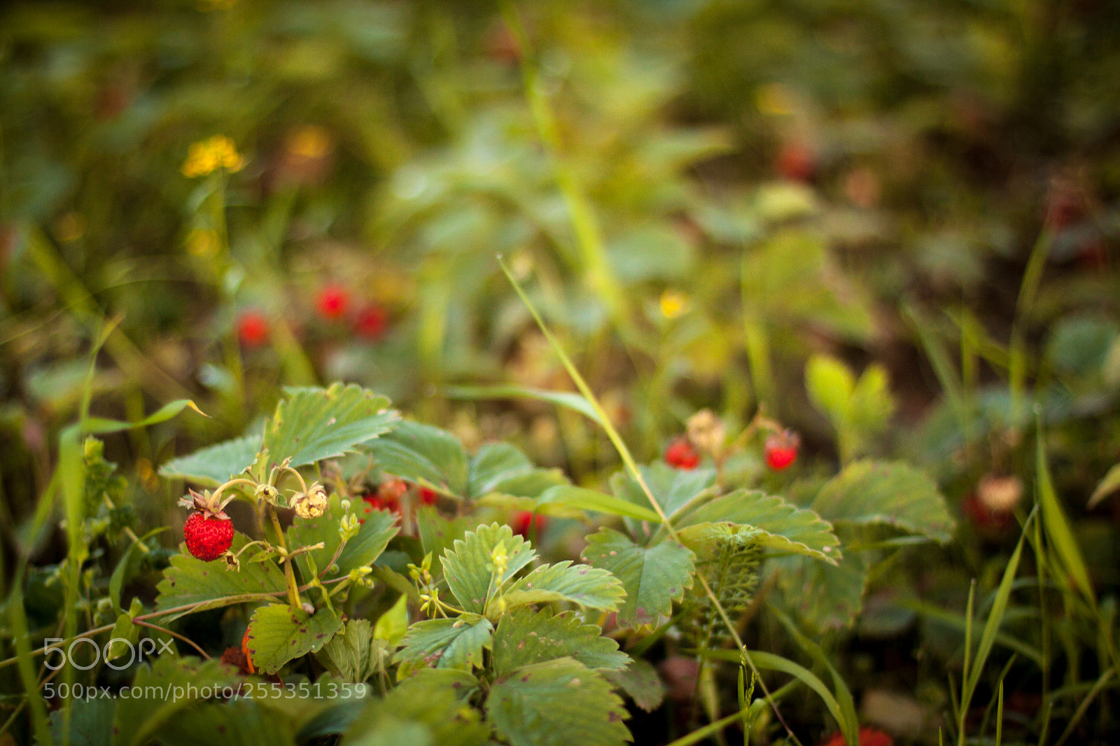 Canon EOS 50D sample photo. Img photography