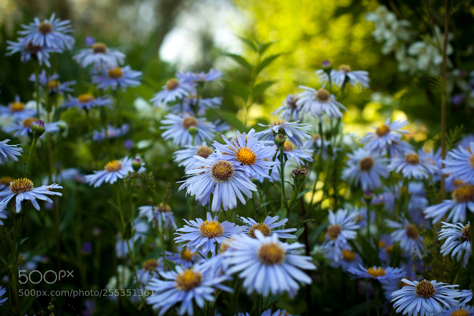 Canon EOS 50D sample photo. Img photography