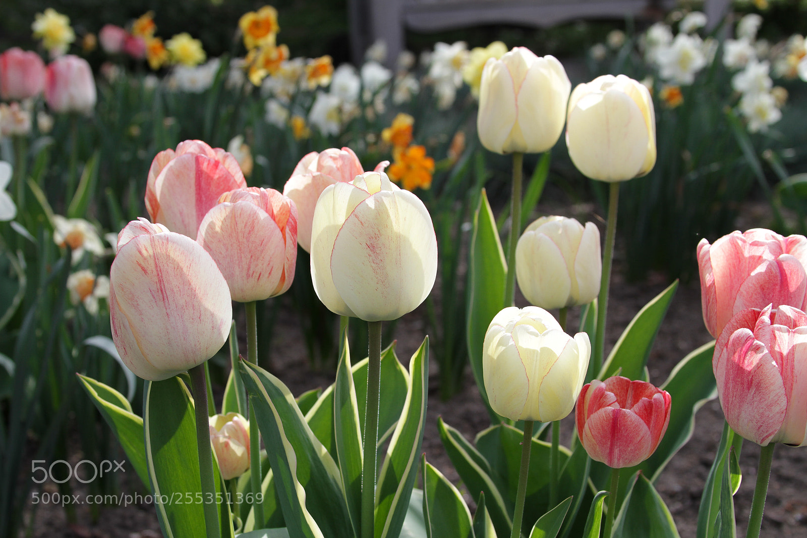 Canon EOS 7D sample photo. Spring in idaho photography