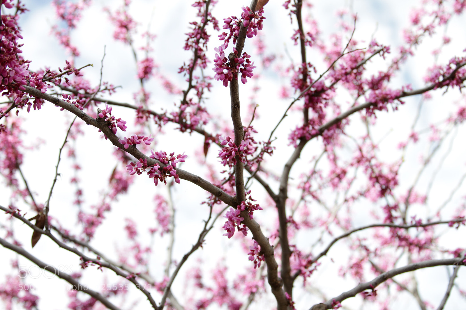 Canon EOS 7D sample photo. Spring in idaho photography