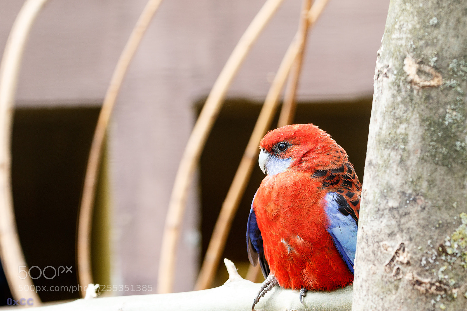 Canon EOS 7D Mark II sample photo. Colorful parrot photography