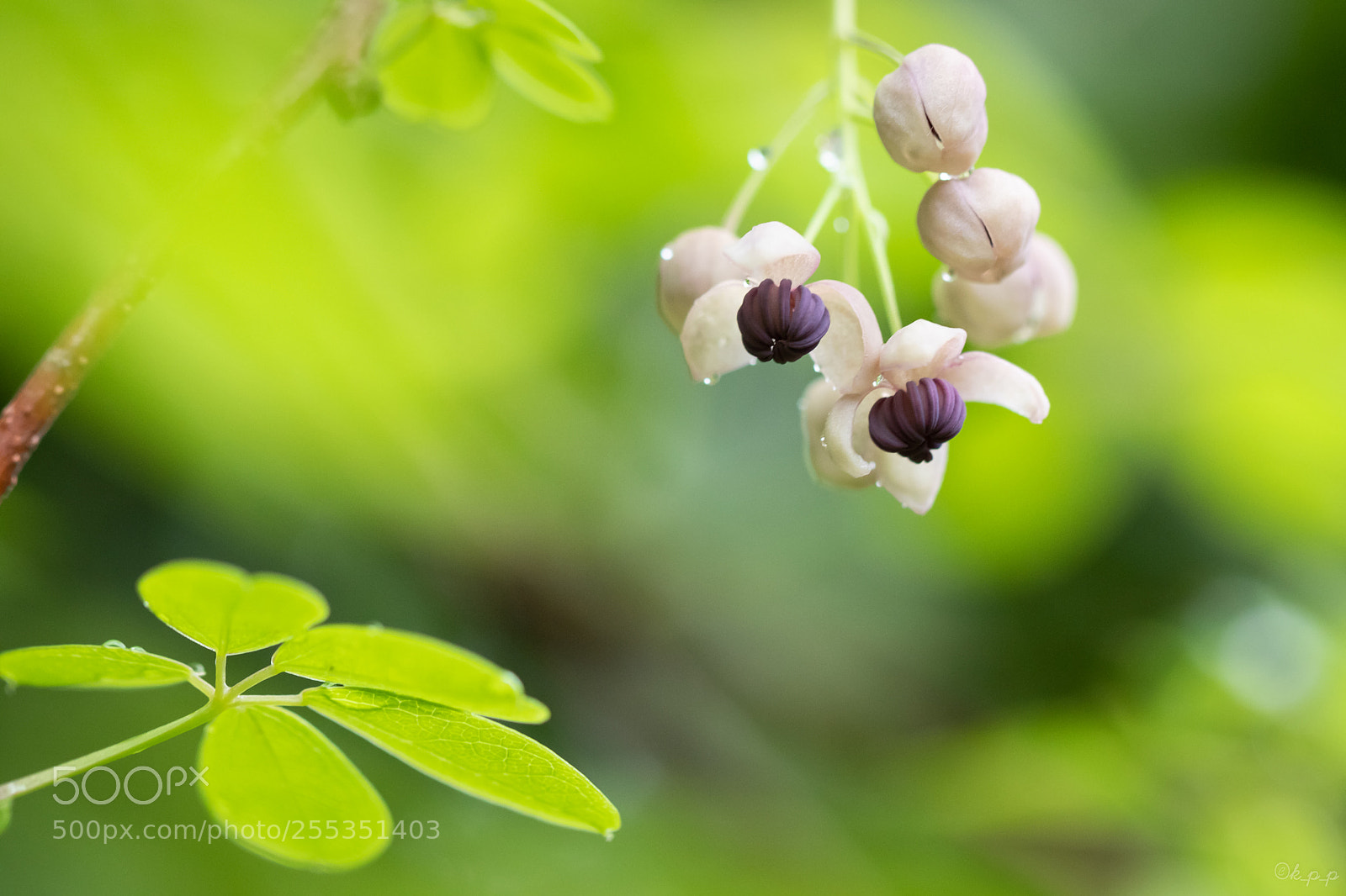Canon EOS 80D sample photo. Chocolate vine photography