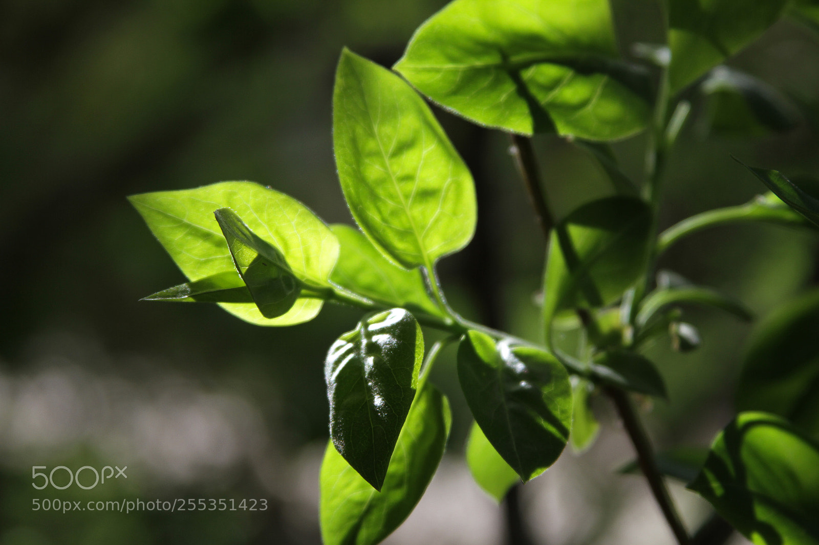 Canon EOS 7D sample photo. Spring in idaho photography