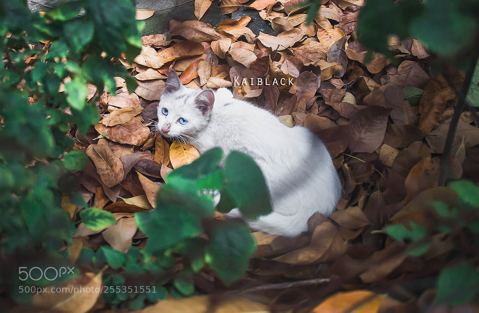 Canon EOS 5D Mark II sample photo. Handsome cat photography