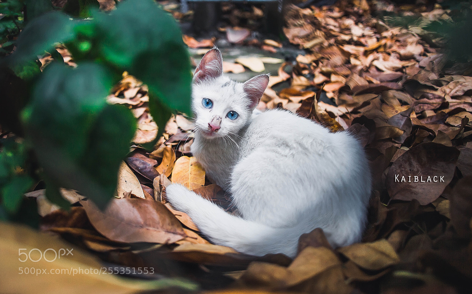 Canon EOS 5D Mark II sample photo. Handsome cat photography