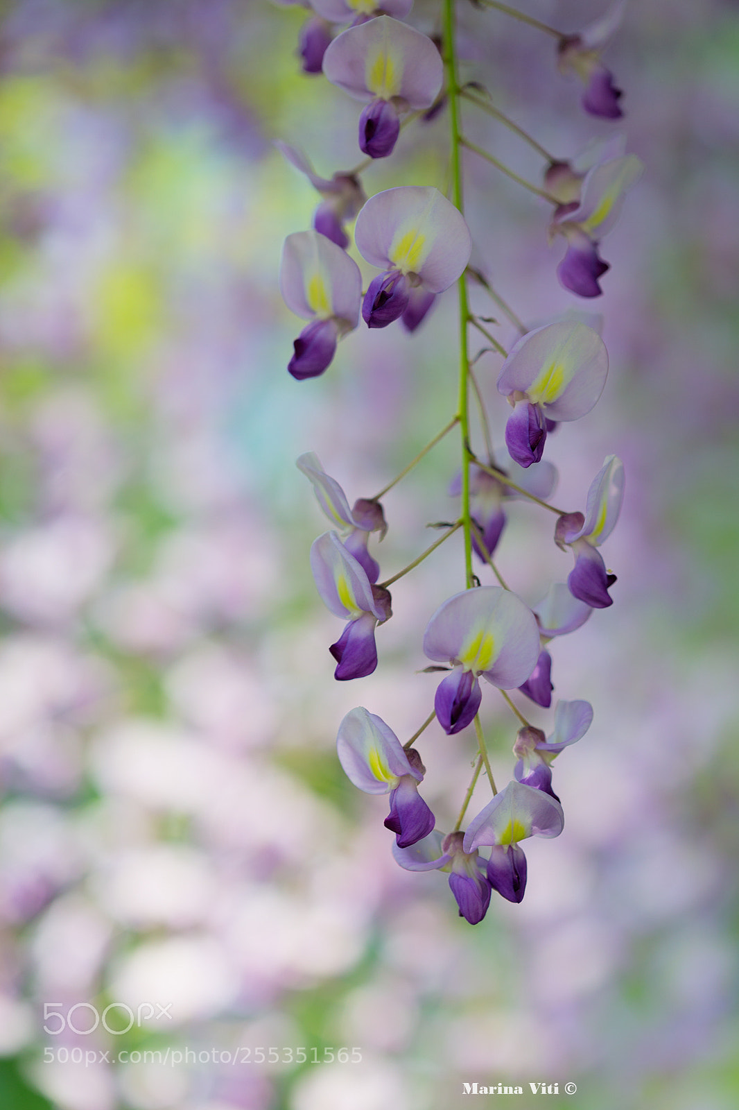 Canon EOS 6D sample photo. A purple cascade photography