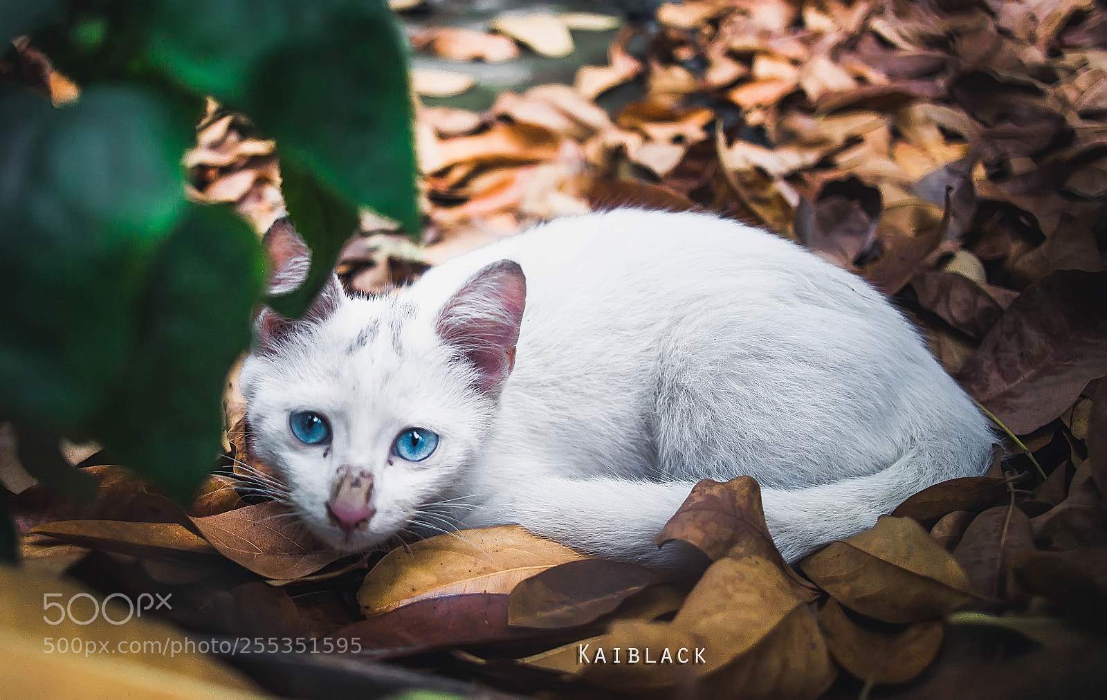 Canon EOS 5D Mark II sample photo. Handsome cat photography