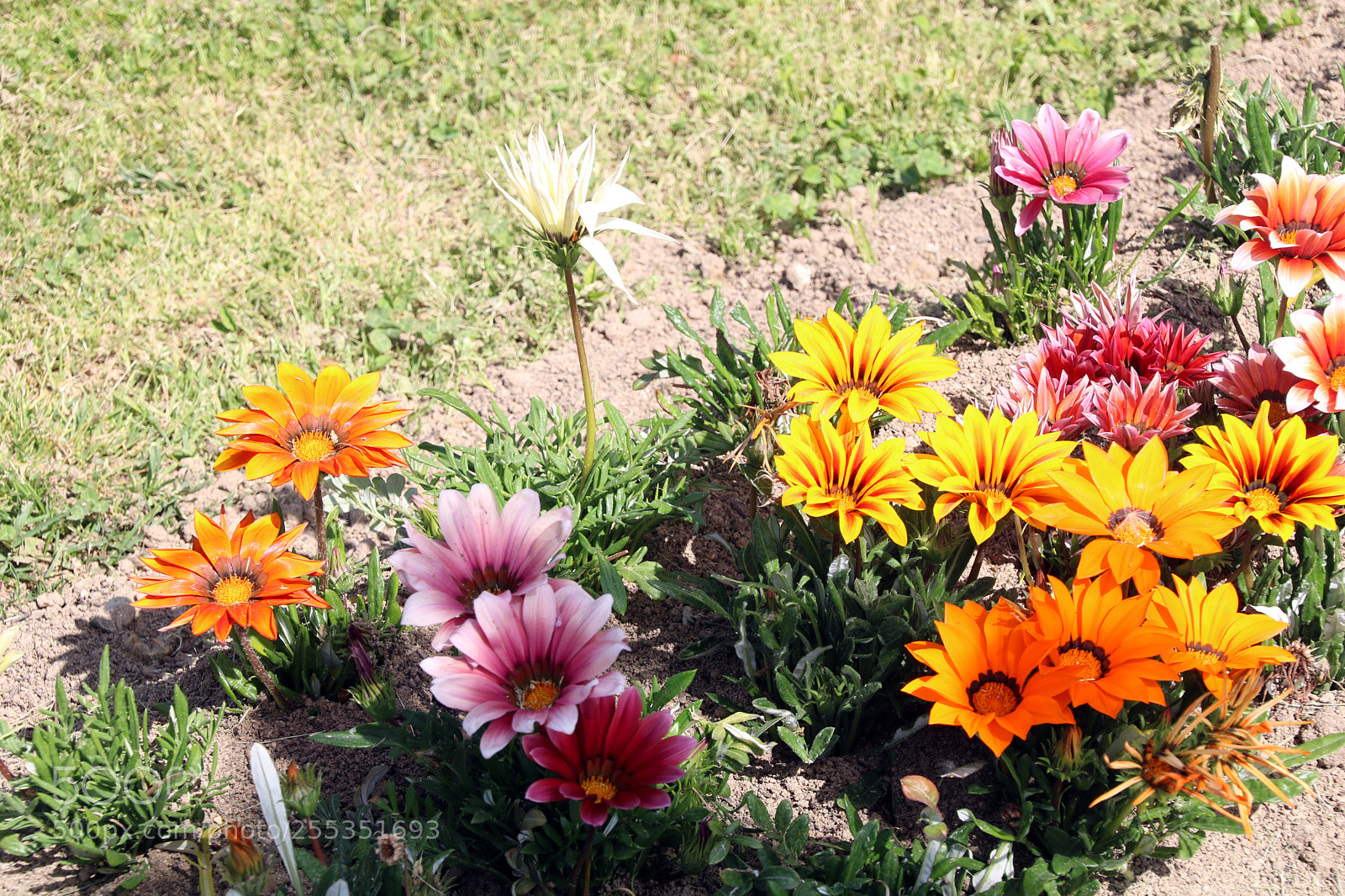 Canon EOS 750D (EOS Rebel T6i / EOS Kiss X8i) sample photo. Untitled photography