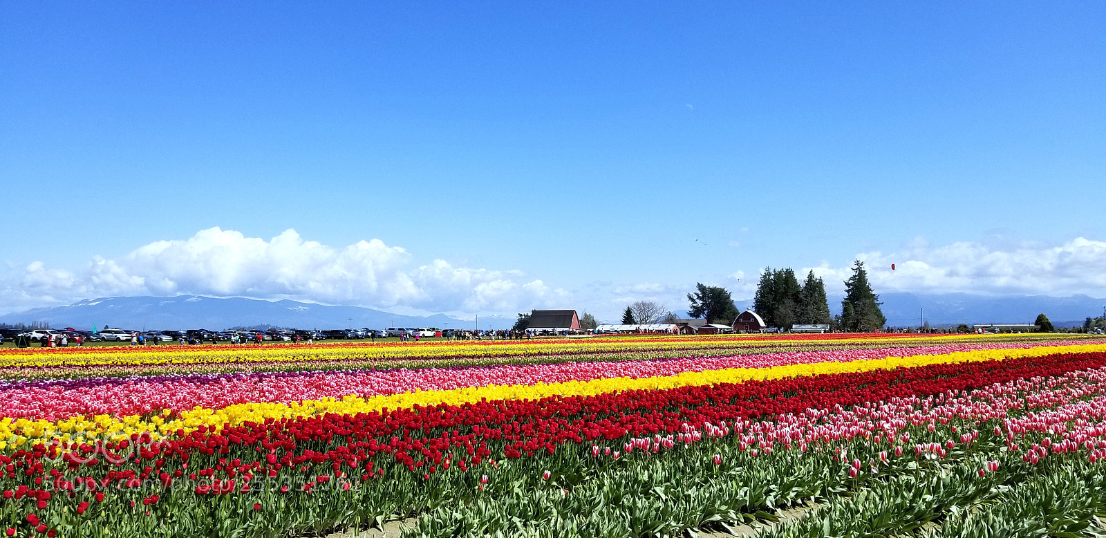 Samsung Galaxy S8 sample photo. Tulip farm photography