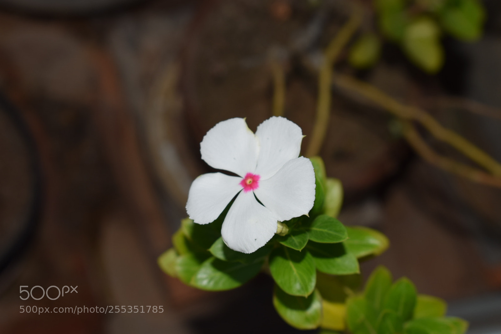 Nikon D5300 sample photo. Flower photography