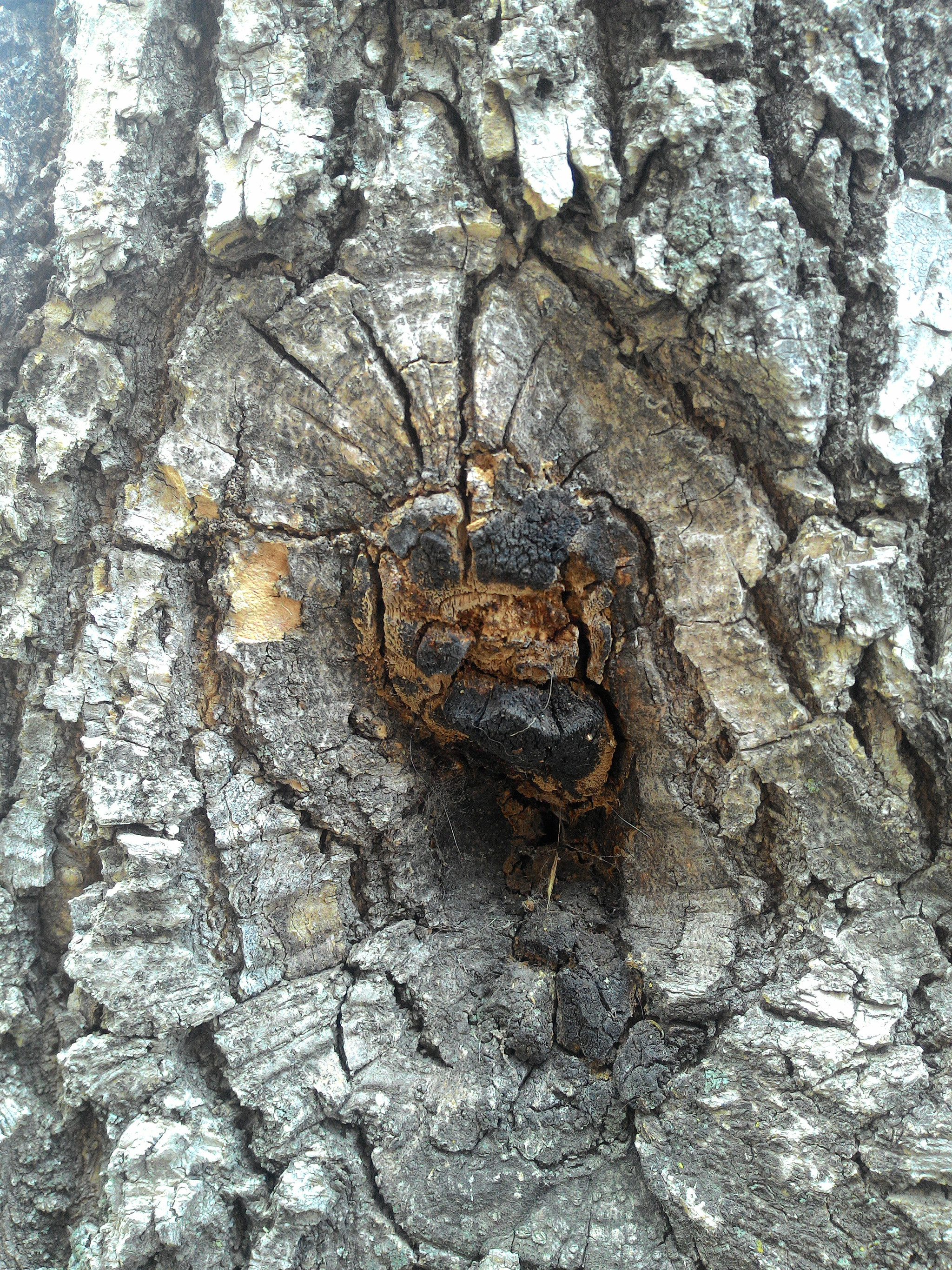 ASUS Z002 sample photo. Tree scar~ photography