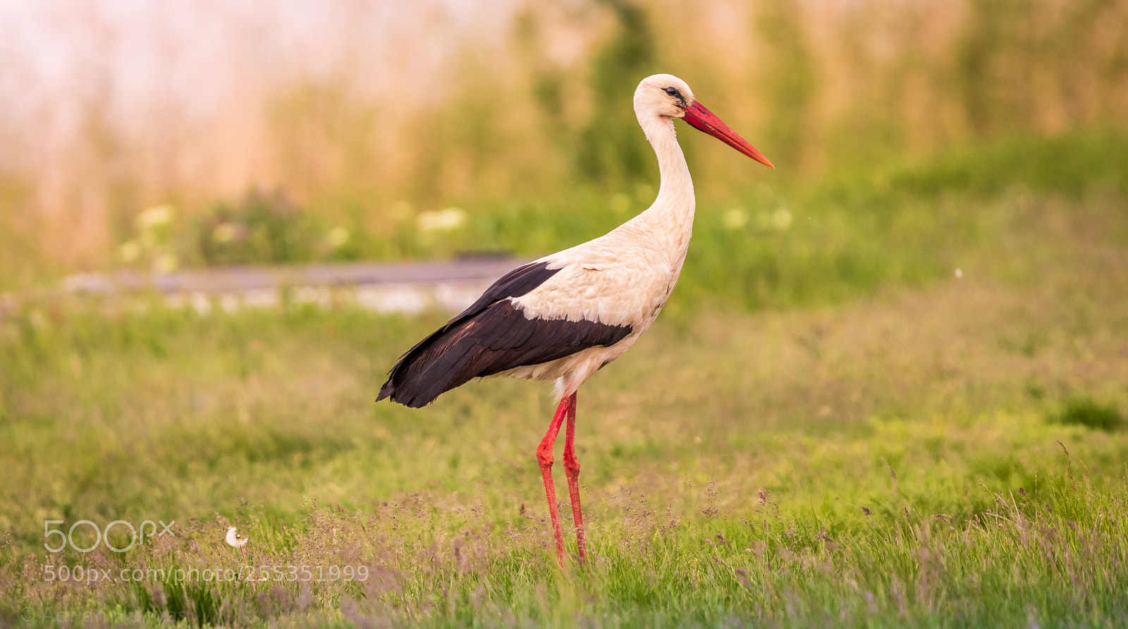 Canon EOS 750D (EOS Rebel T6i / EOS Kiss X8i) sample photo. Stork photography