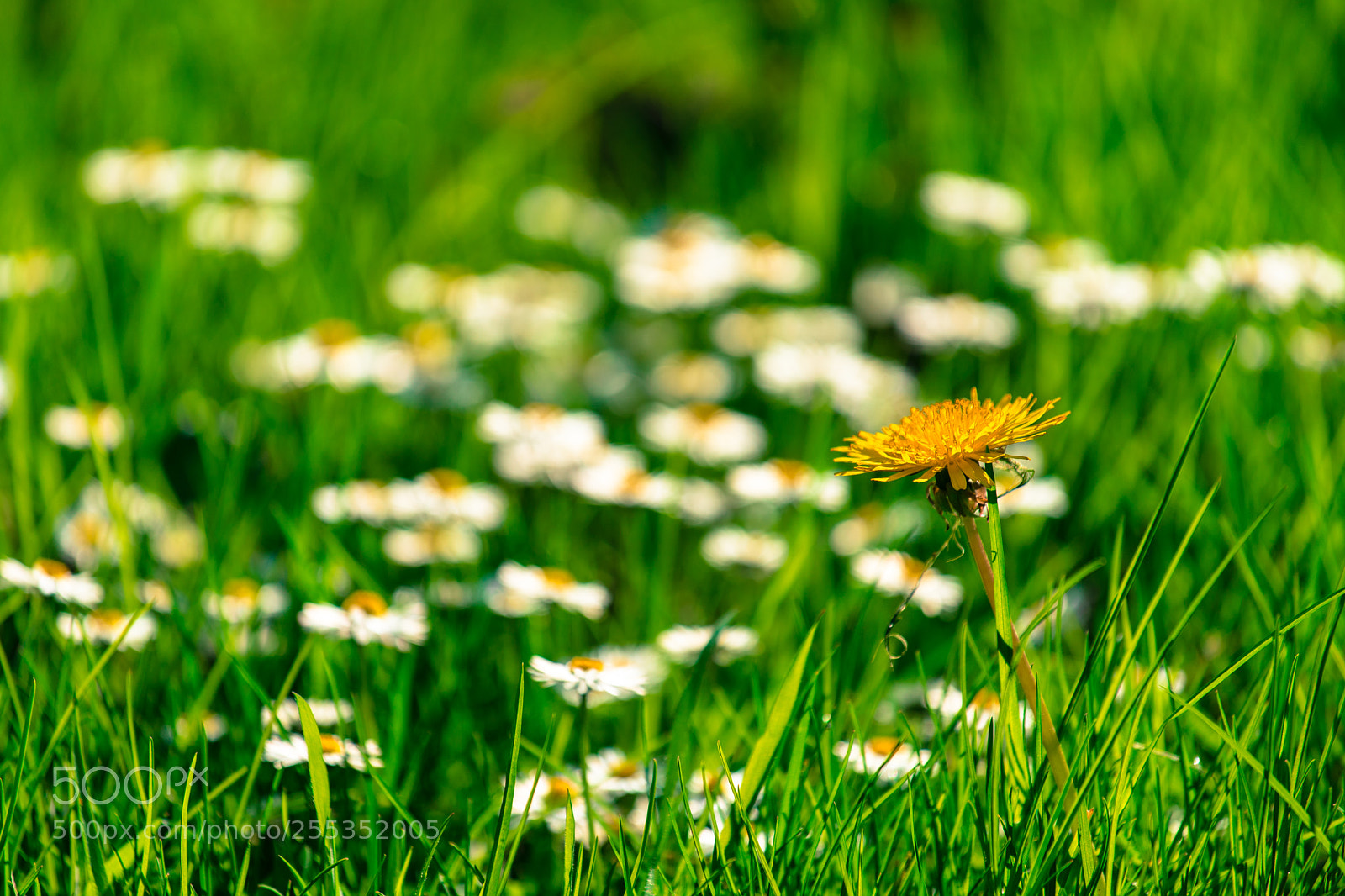 Sony a7 II sample photo. . photography