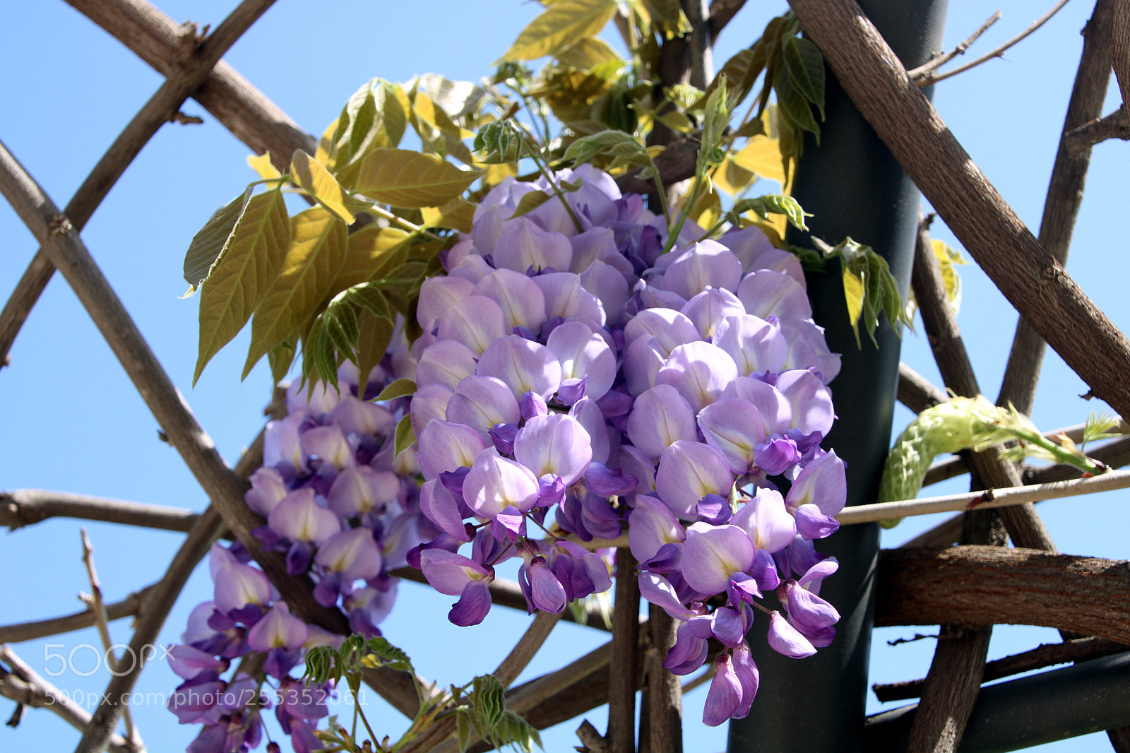 Canon EOS 750D (EOS Rebel T6i / EOS Kiss X8i) sample photo. Glicinia photography